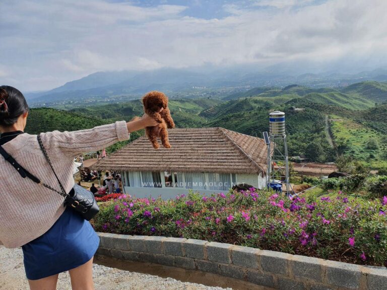 Cloud Hill Đại Lào 1