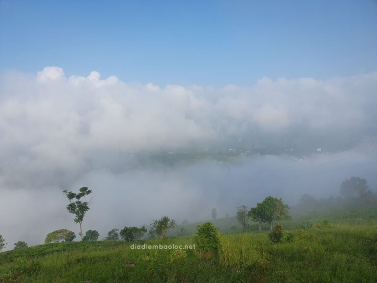 Đồi Lam Sơn 8
