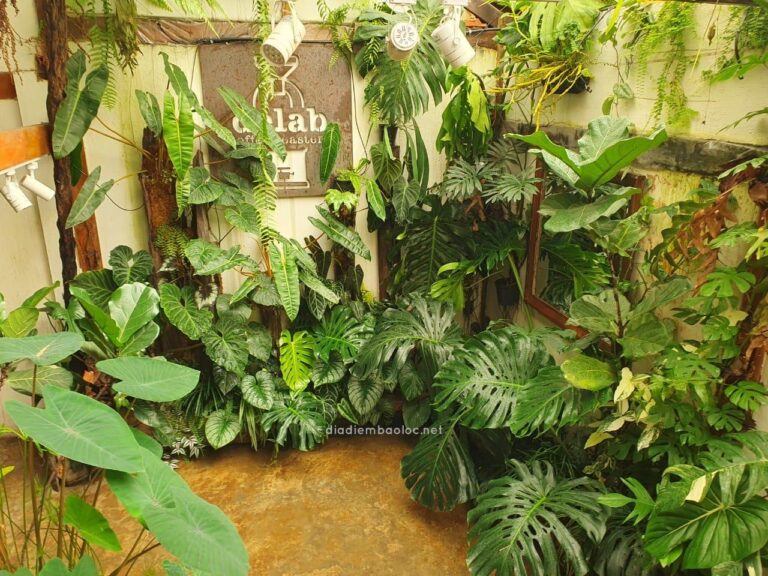 Another Delab 3