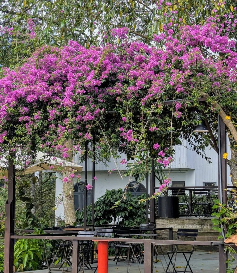 Ngói Coffee 2