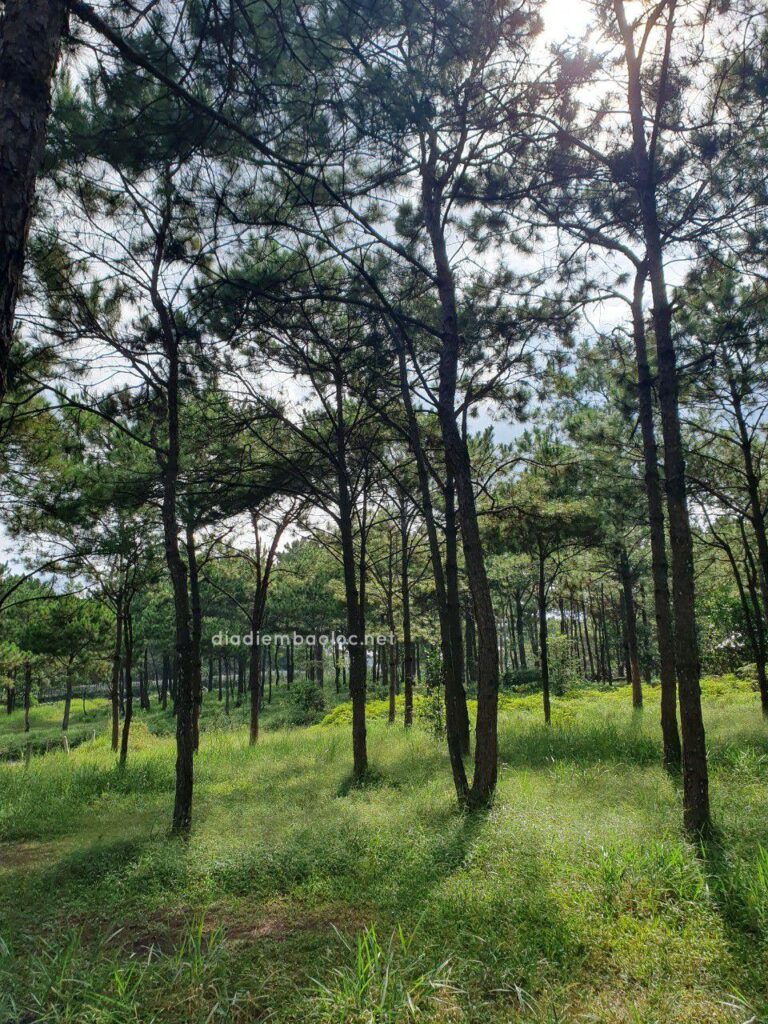 Đồi Thông Phương Bối 2