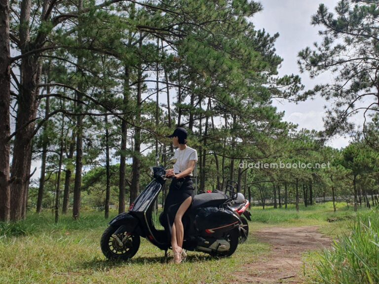 Đồi Thông Phương Bối 9
