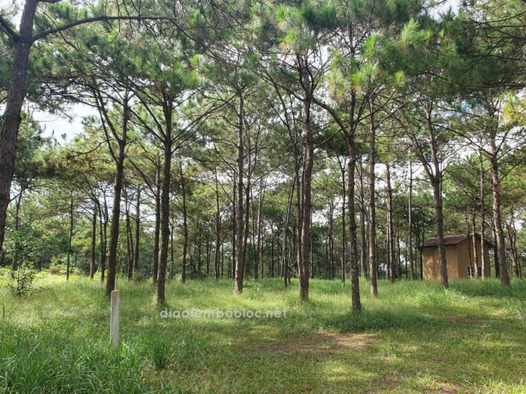 Đồi Thông Phương Bối 5