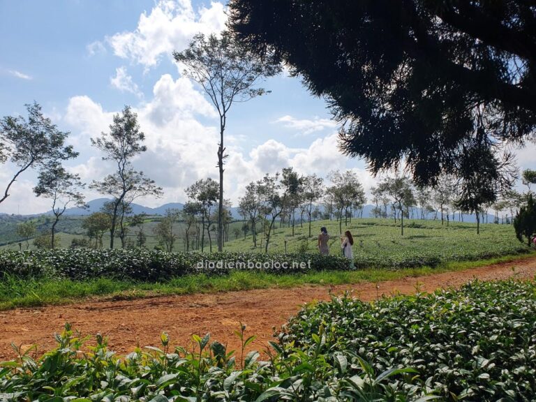 Đồi Trà Phước Lạc 11