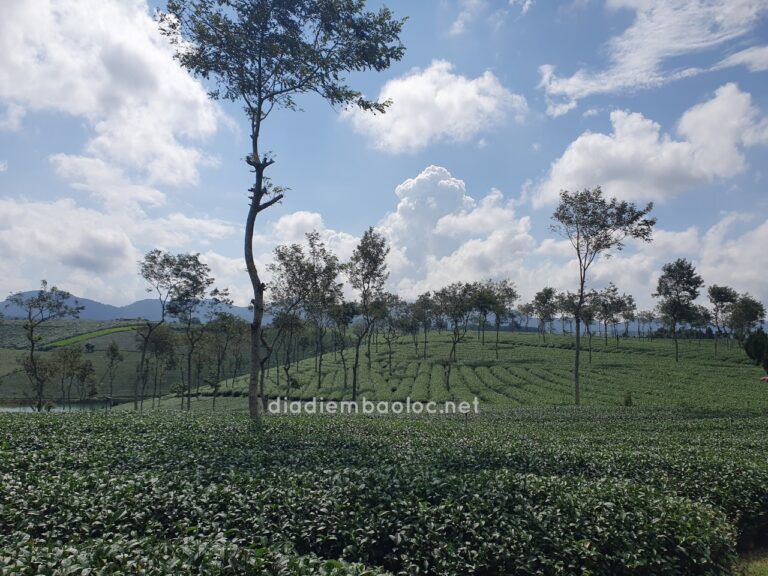 Đồi Trà Phước Lạc 6