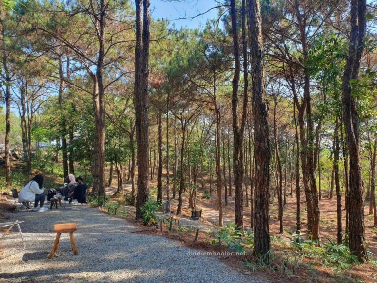 Nhà Gỗ Trong Rừng 6