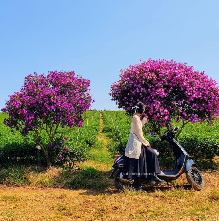 Đồi Trà Tằng Vĩnh An 14