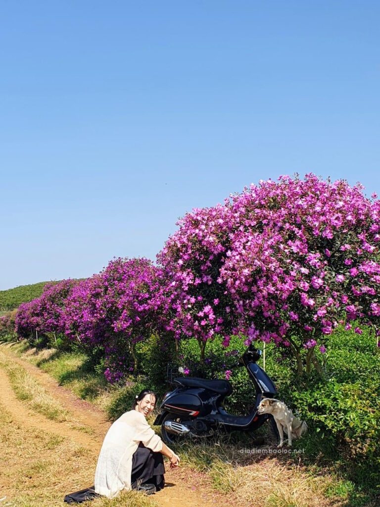 Đồi Trà Tằng Vĩnh An 9