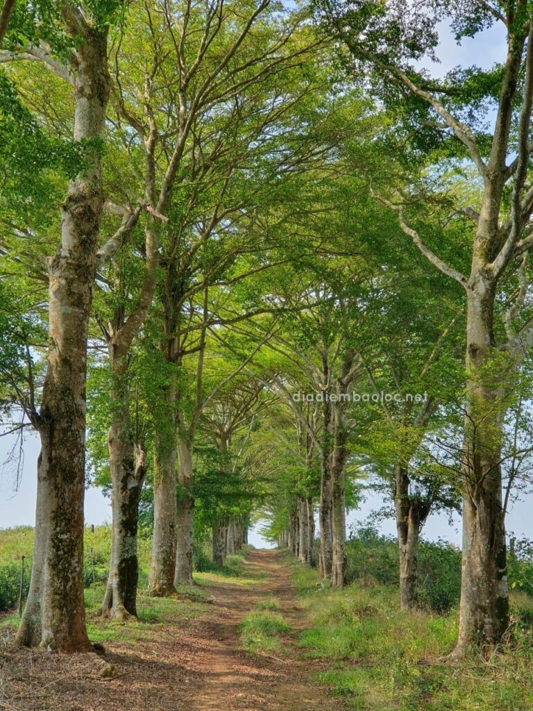Hàng Cây Đồi Trà TFB 10