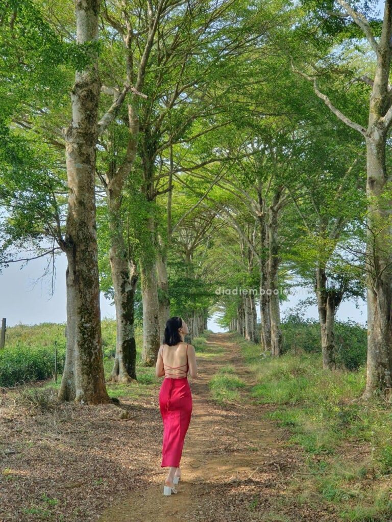 Hàng Cây Đồi Trà TFB 9