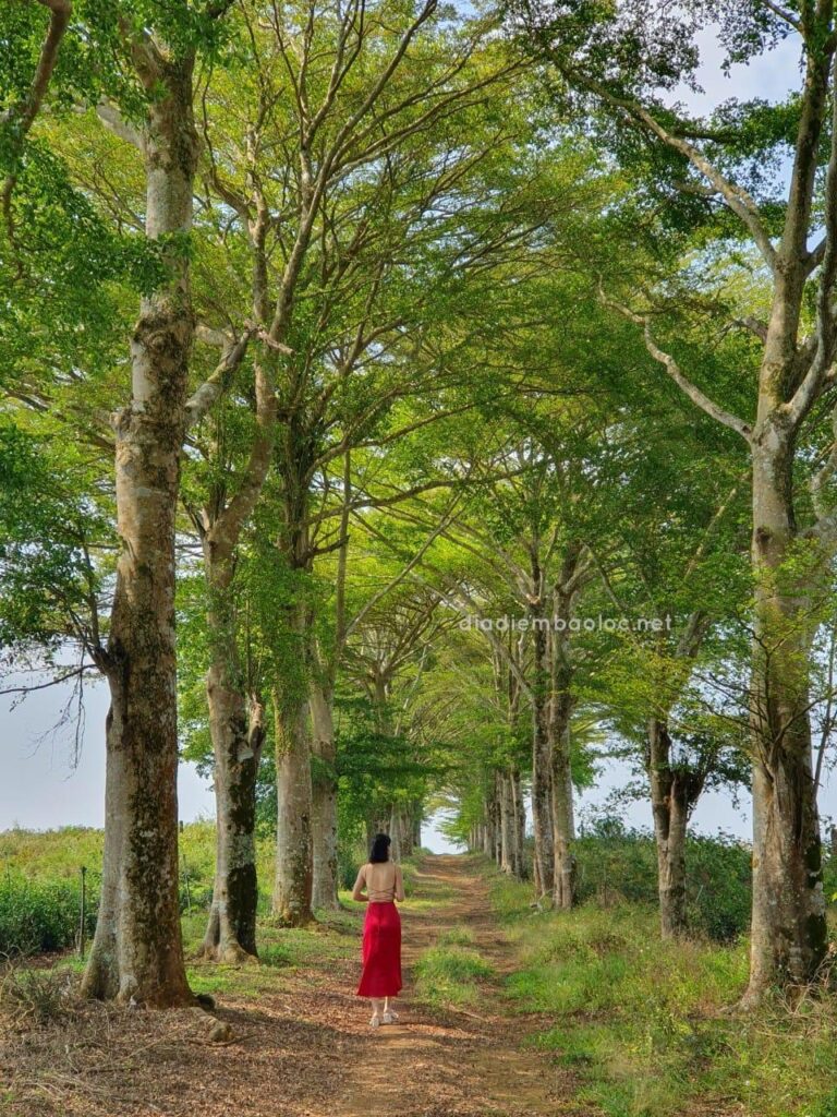 Hàng Cây Đồi Trà TFB 1