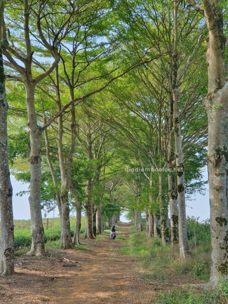 Hàng Cây Đồi Trà TFB 5