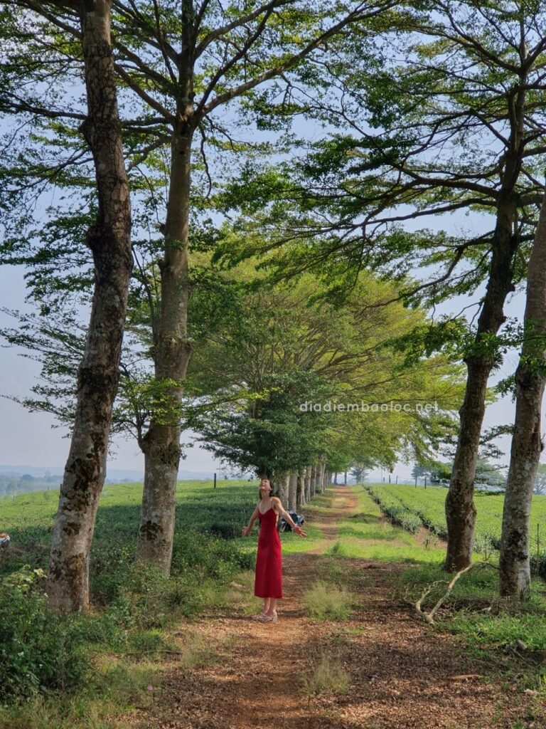 Hàng Cây Đồi Trà TFB 3