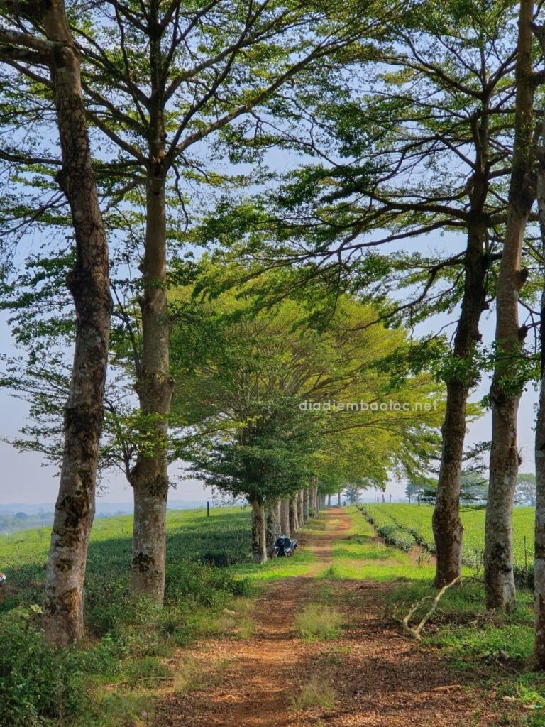 Hàng Cây Đồi Trà TFB 4