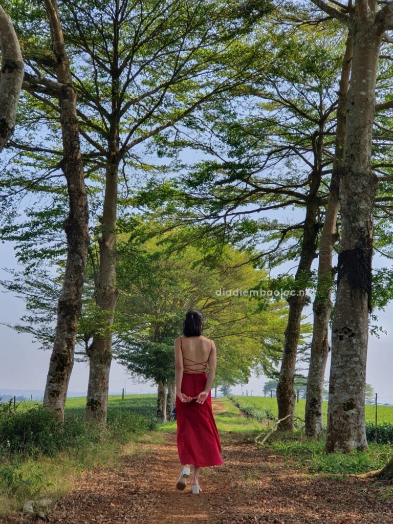 Hàng Cây Đồi Trà TFB 2