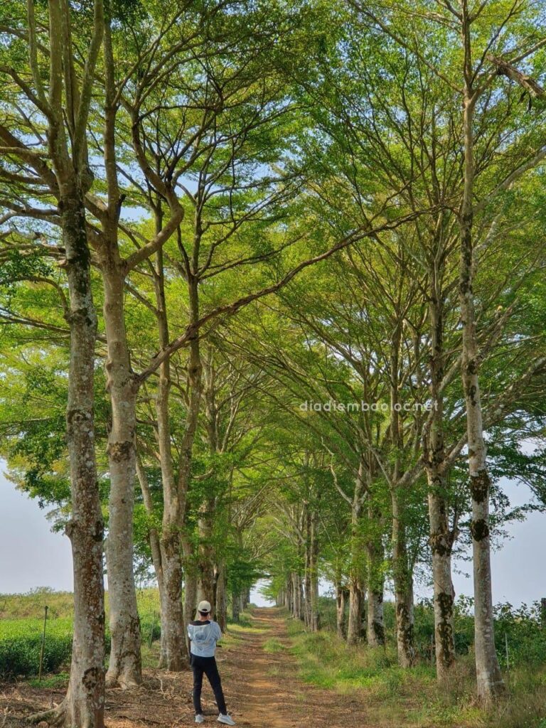 Hàng Cây Đồi Trà TFB 7
