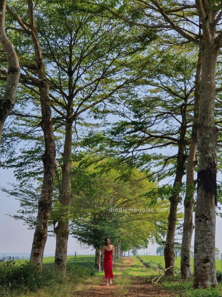 Hàng Cây Đồi Trà TFB 6