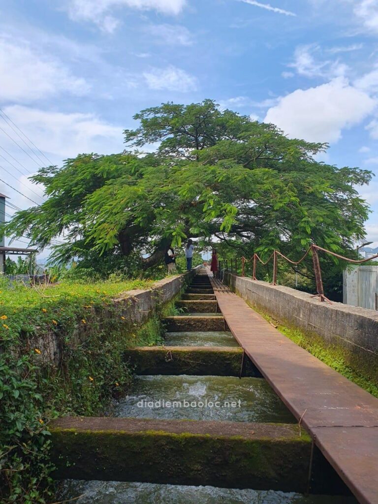 Cầu Máng 9