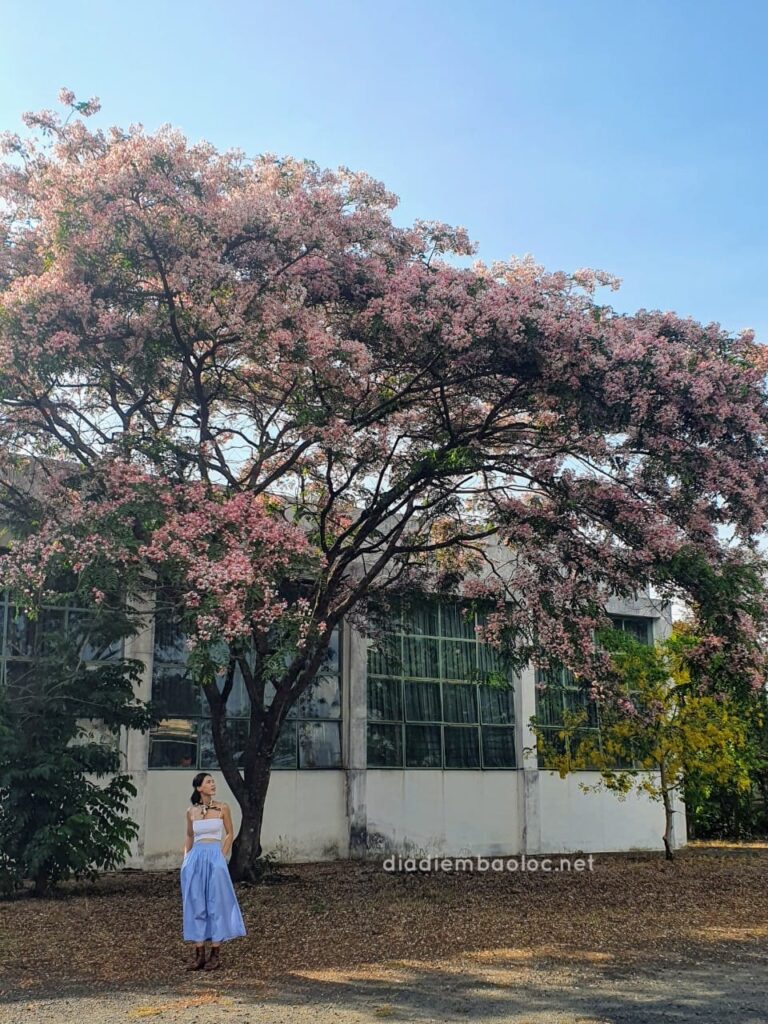 Muồn Anh Đào Ở Bảo Lộc