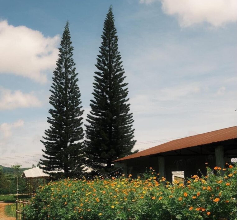 Thông Vi Vu Glamping