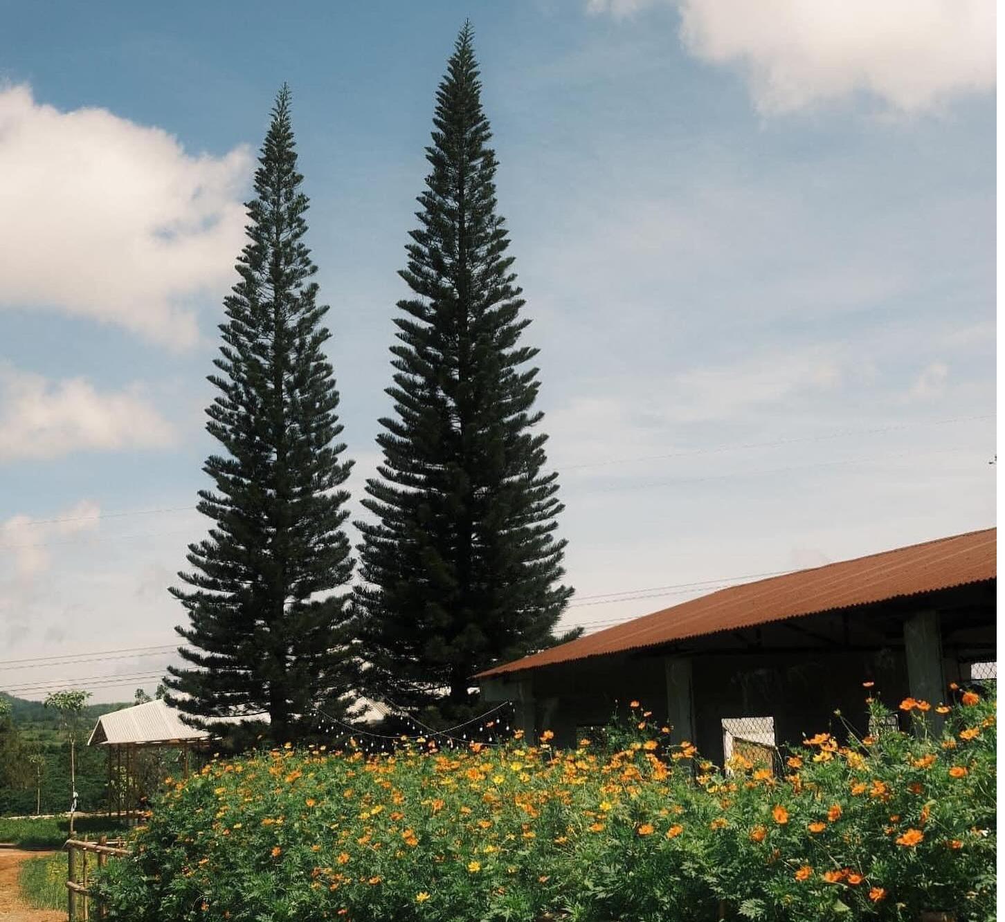 thong vivu glamping
