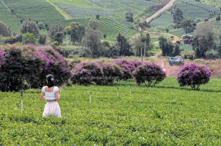 Đồi Trà Tằng Vĩnh An 3