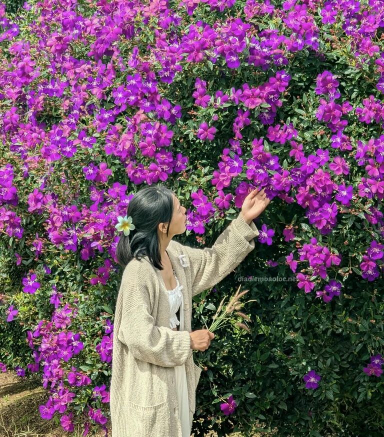 Đồi Trà Tằng Vĩnh An 2