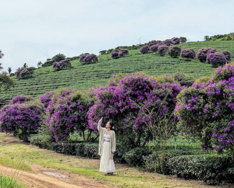 Đồi Trà Tằng Vĩnh An 5