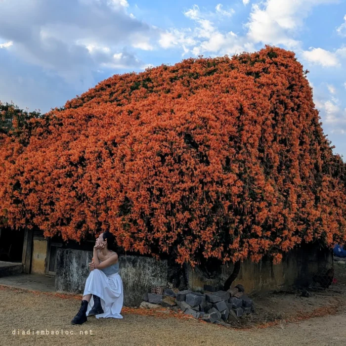 vinhxdcom_ngoi nha hoa (1)