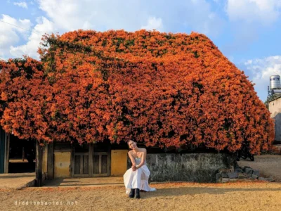 vinhxdcom_ngoi nha hoa (4)