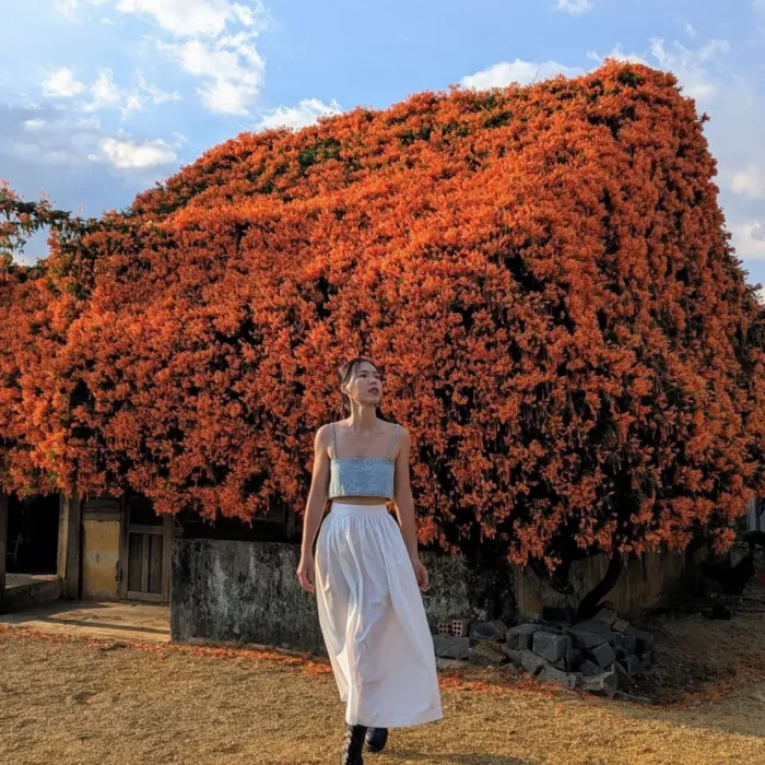 vinhxdcom_ngoi nha hoa (5)