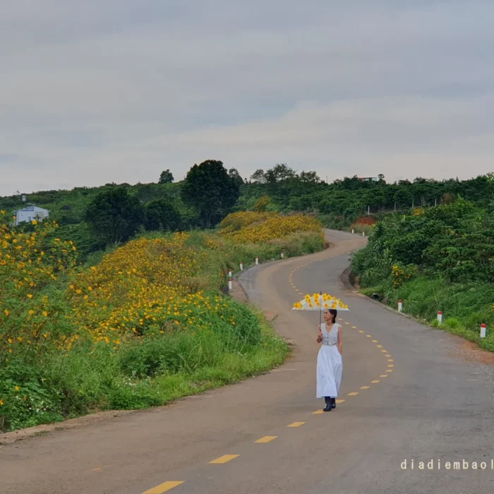 hoa da quy bao loc (1)