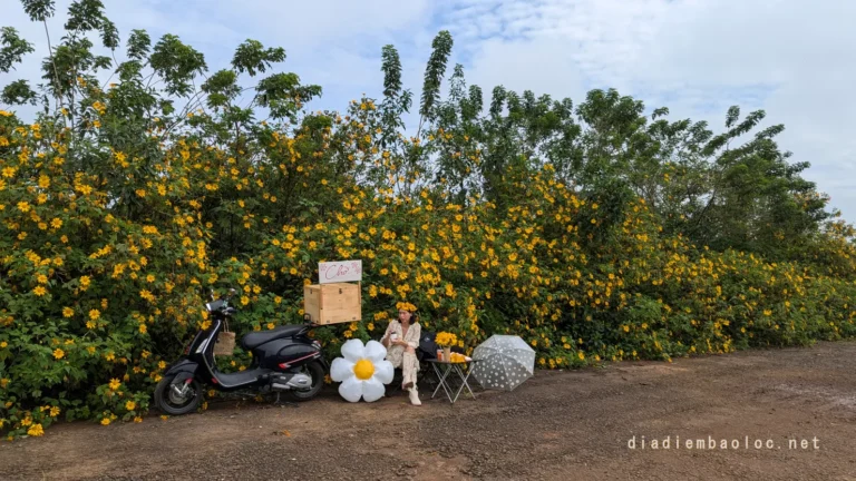 Địa Điểm Chụp Hoa Dã Quỳ 13