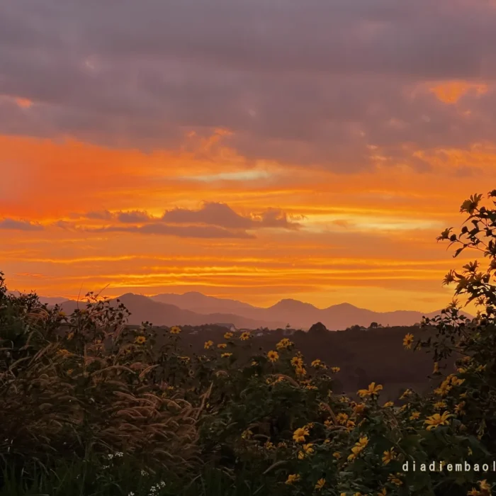 hoa da quy bao loc (13)