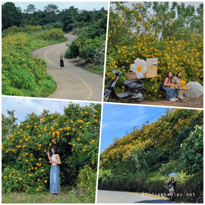 hoa da quy bao loc (2)