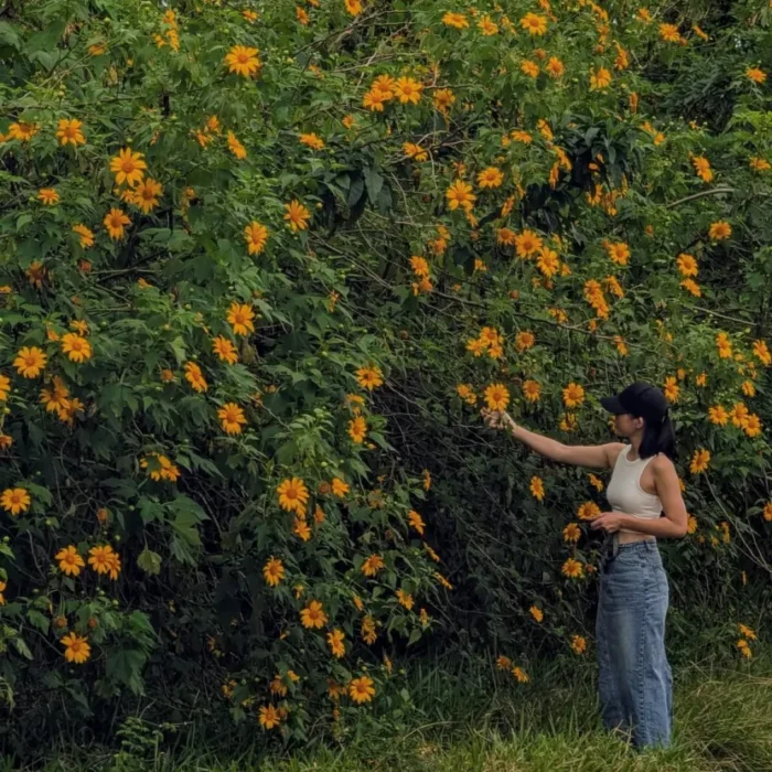 hoa da quy bao loc (3)