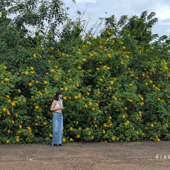 hoa da quy bao loc (8)