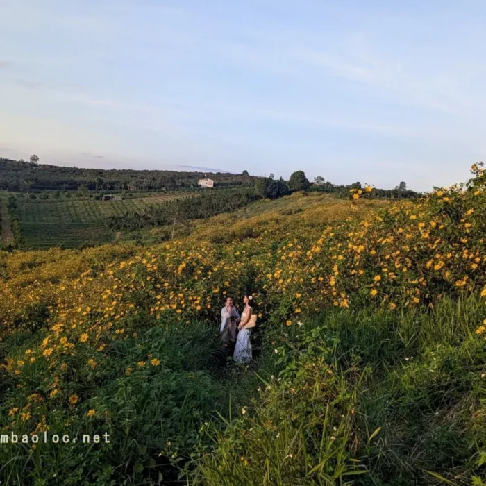 vinhxdcom_canh dong hoa da quy