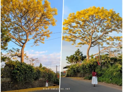 Phượng Vàng Ở 86 Phùng Hưng 2026