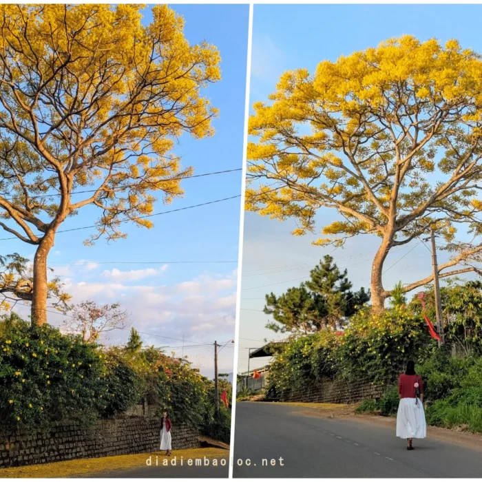 Phượng Vàng Ở 86 Phùng Hưng 2026