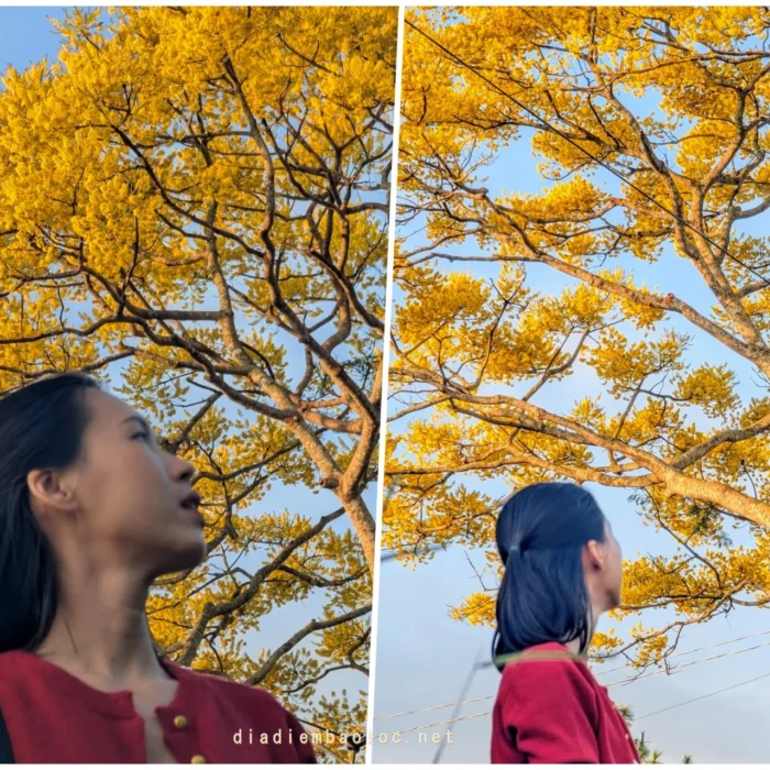 phuong vang phung hung