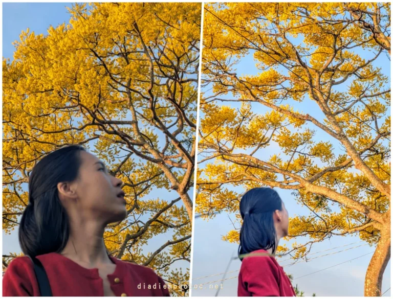 Phượng Vàng Bảo Lộc 3