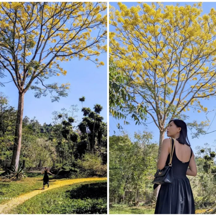 vinhxdcom_phuong van o hoatai ngoc chau