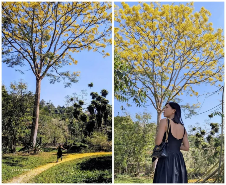 Phượng Vàng Bảo Lộc 9