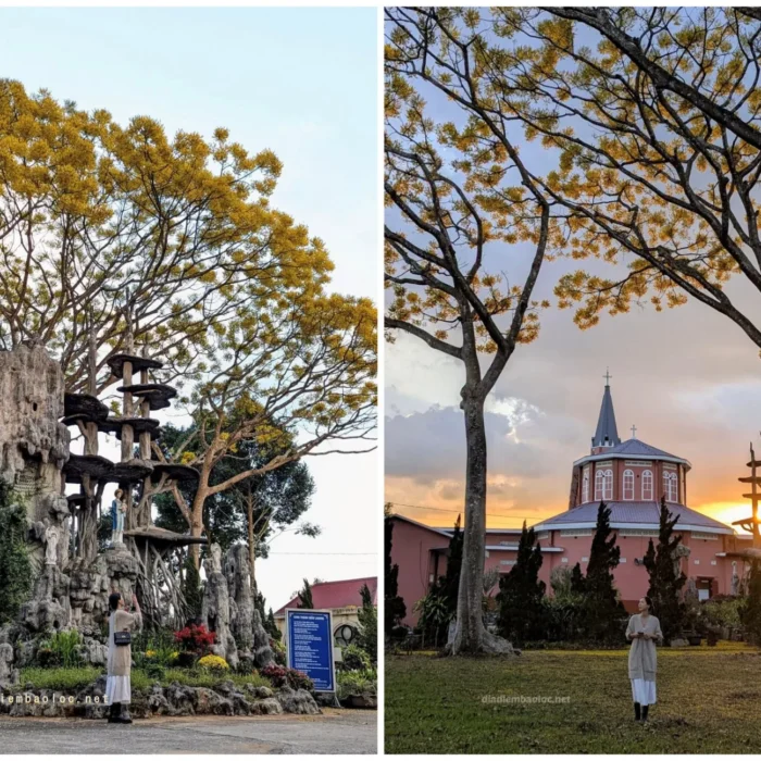 vinhxdcom_phuong vang o nha tho tan thanh