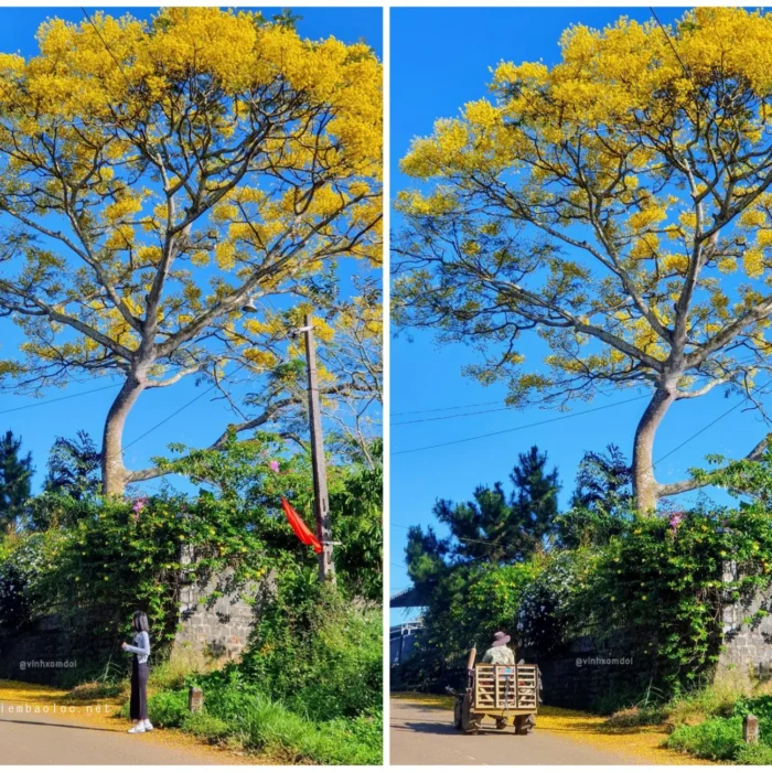 Phượng Vàng 86 Phùng Hưng