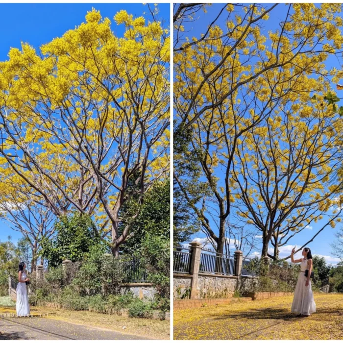 Phượng Vàng đường vào Sen Villa