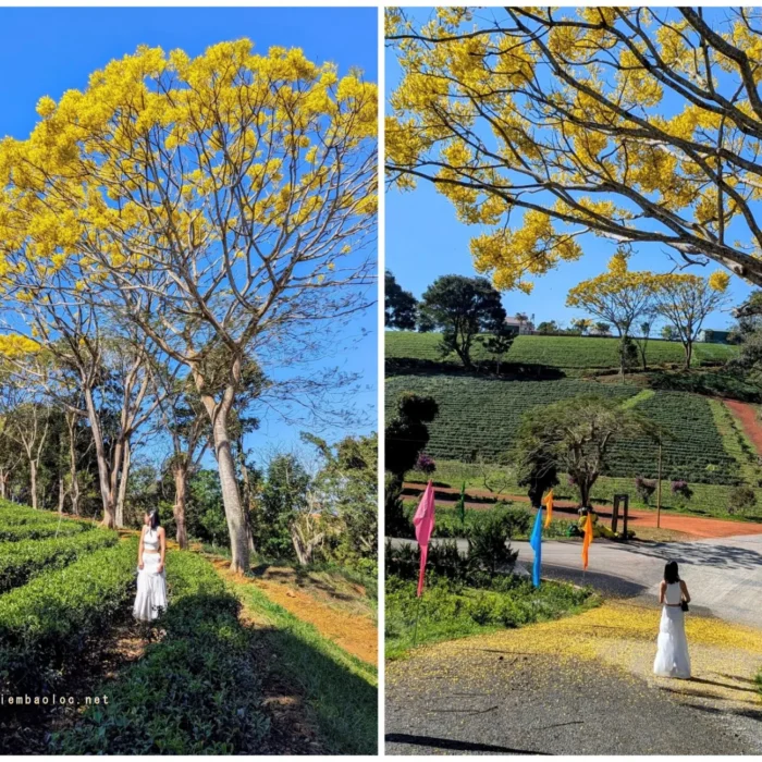 vinhxdcom_phuong vang o tam chau