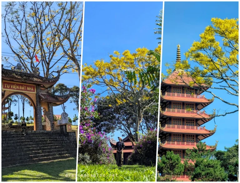 Phượng Vàng Bảo Lộc 11