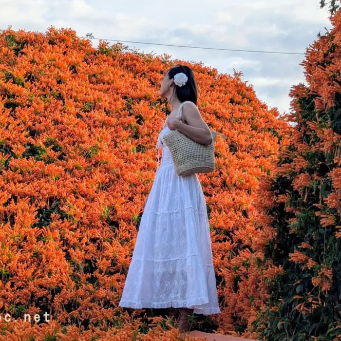 vinhxdcom_ngoi nha hoa xac phao (1)